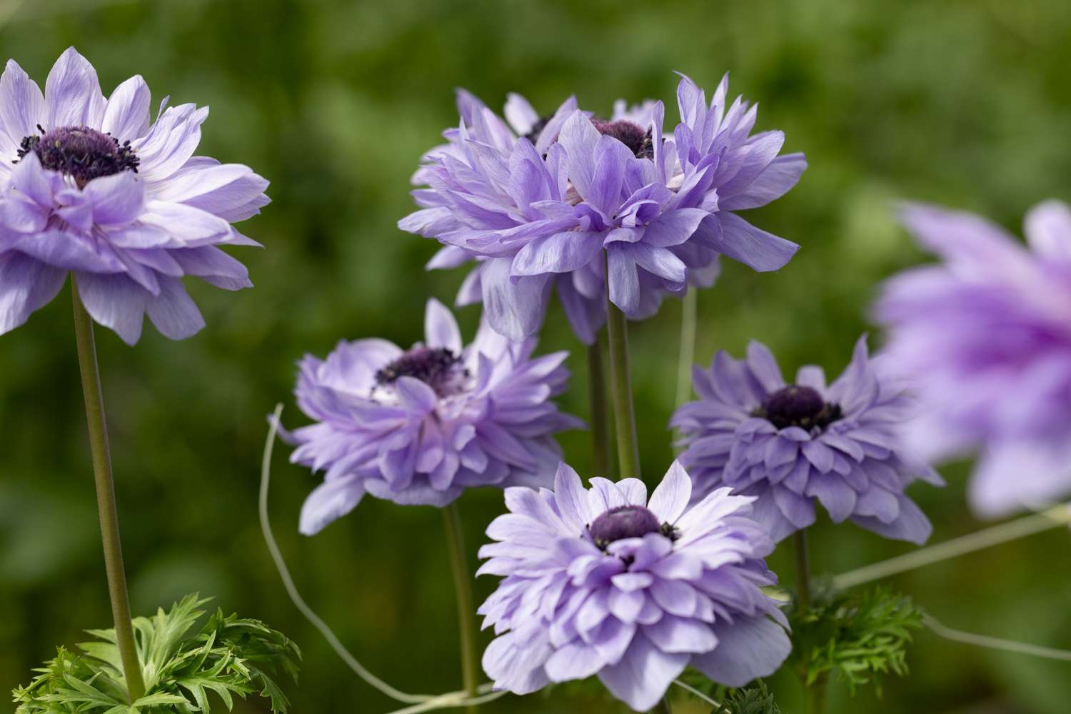 Anemone 'Levante Azzurro'